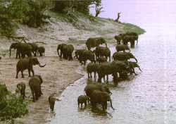 Olifanten aan Chobe